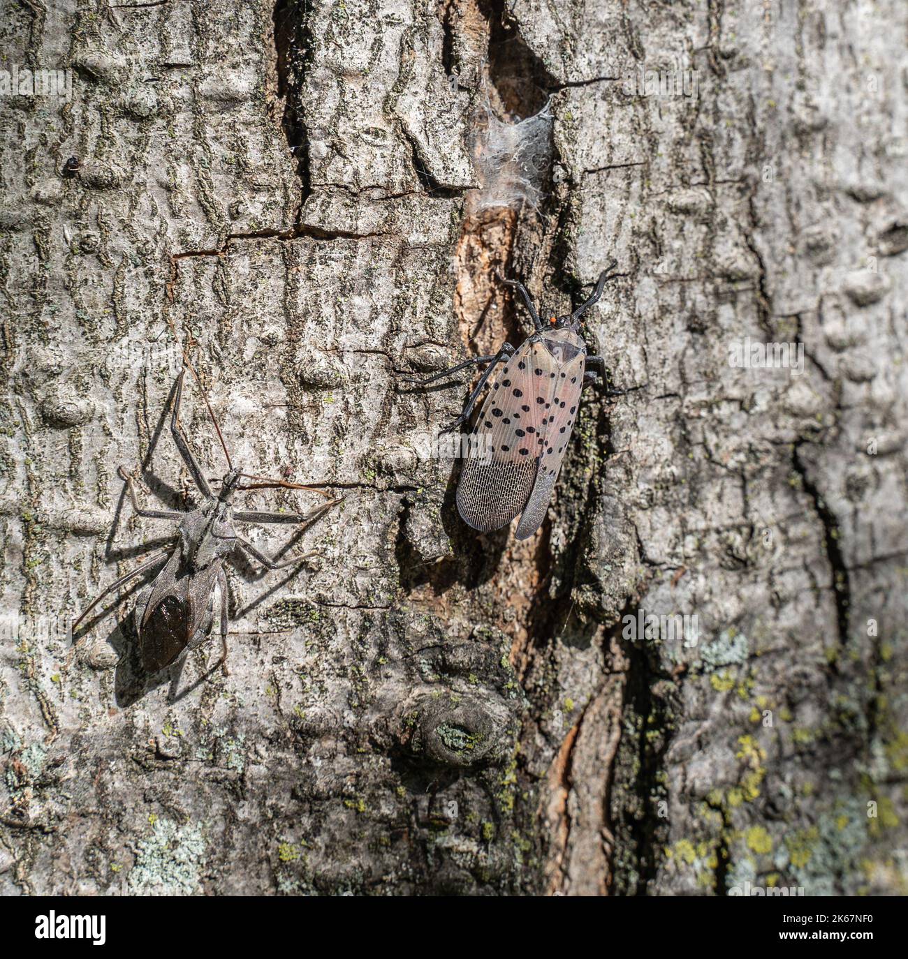 Spotted Lanternfly (Lycorma delicatula) and Assassin bug or wheel bug (Arilus cristatus) on tree. Assassin bugs have been seen preying on lantern flies. Stock Photo