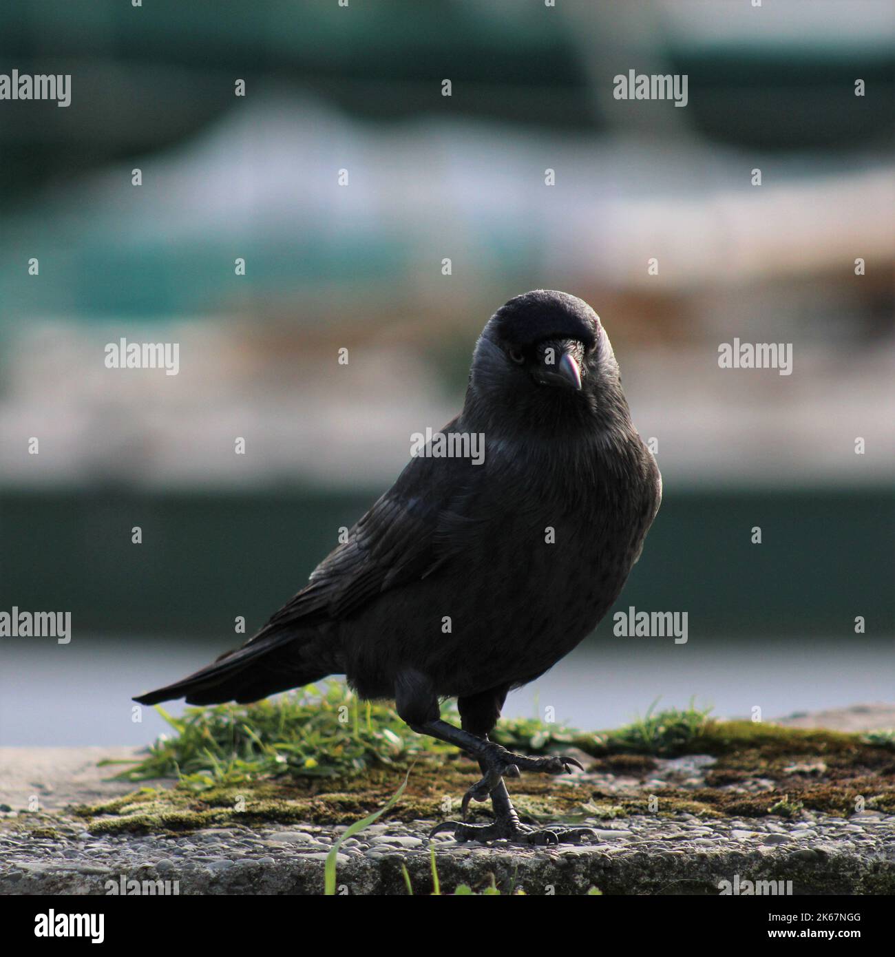 A single jackdaw standing on one leg with a blurred background Stock Photo