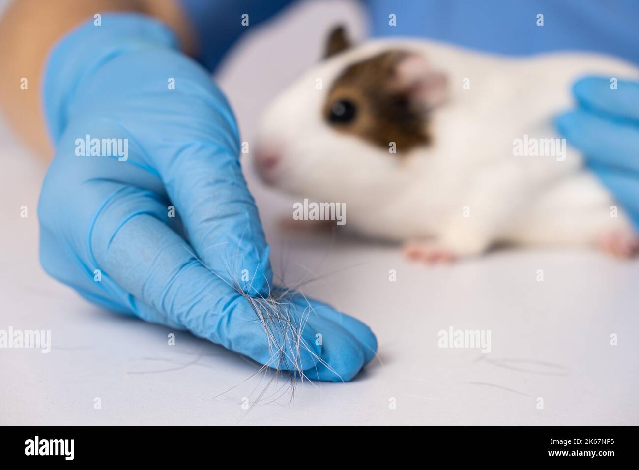 Hair loss in a guinea pig, examination by a veterinarian Stock Photo