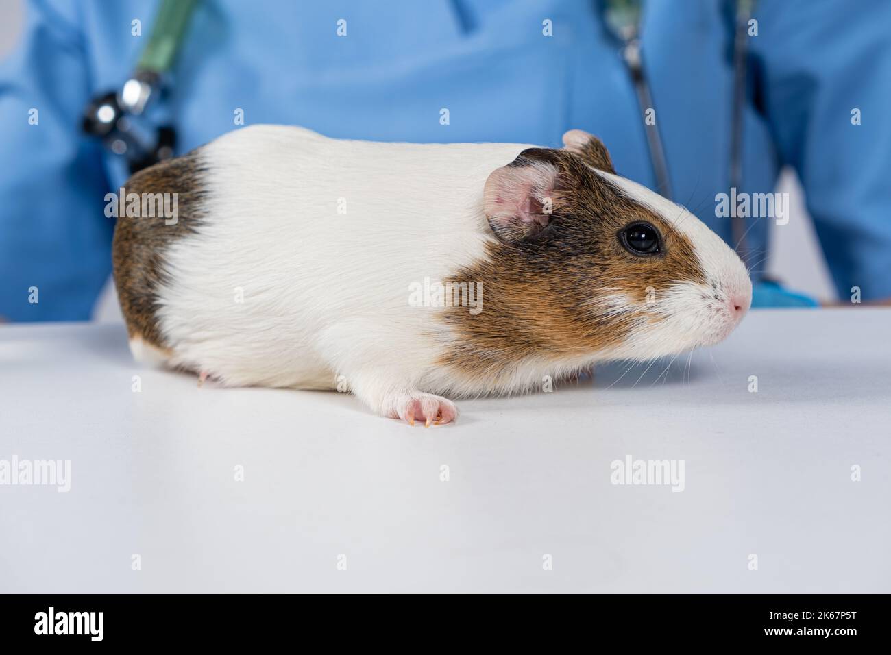Small white guinea pig at the vet's appointment at the veterinary