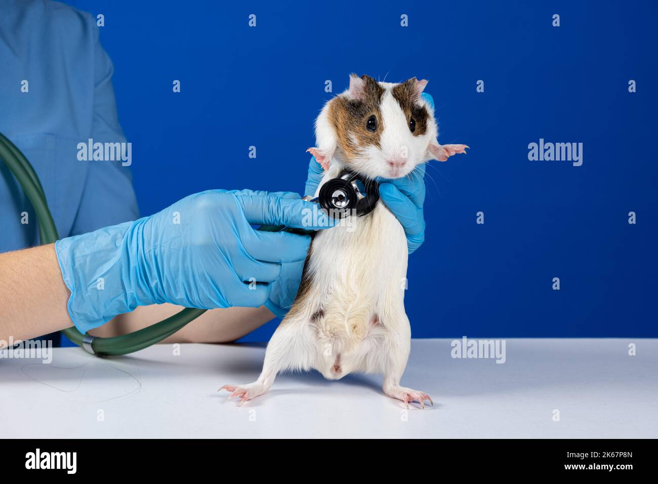 The veterinarian examines the heart and lungs of a guinea pig with a