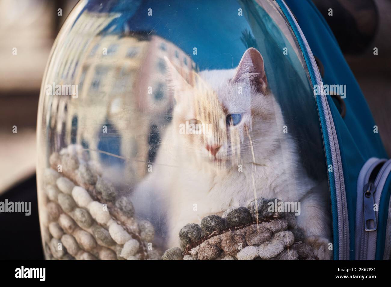 Cat porthole backpack sale