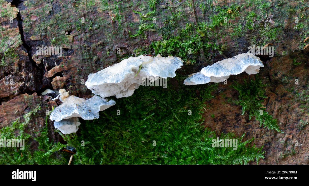 Blueing Bracket Mushroom- Postia Subcaesia Stock Photo