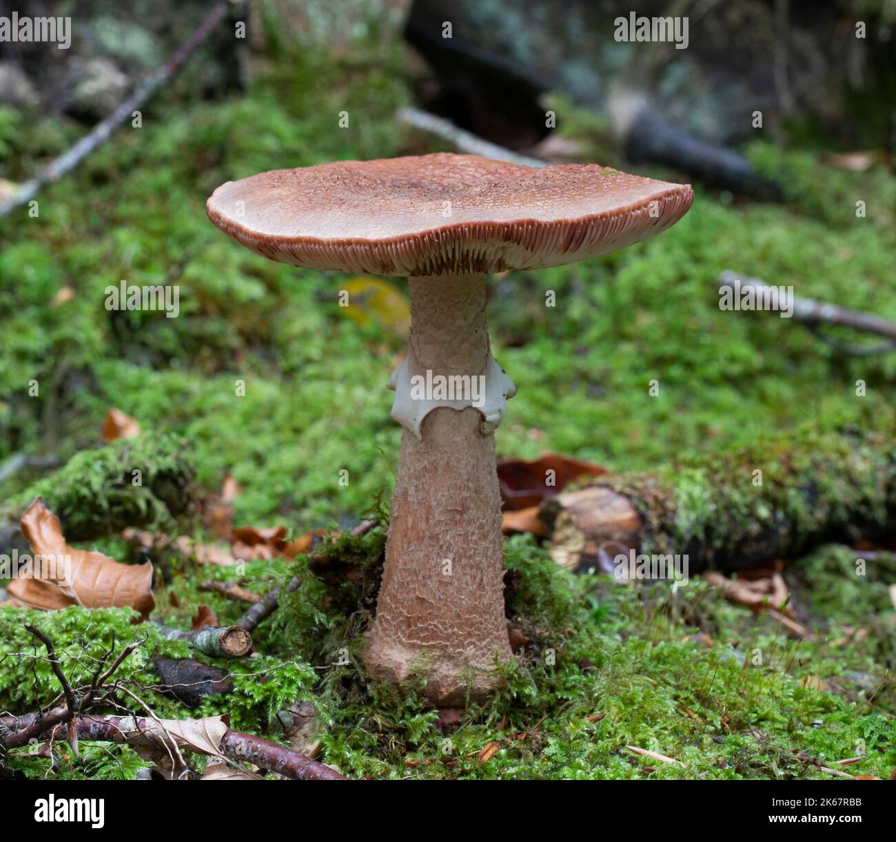 Blusher Mushroom - Amanita. A. rubescens Stock Photo