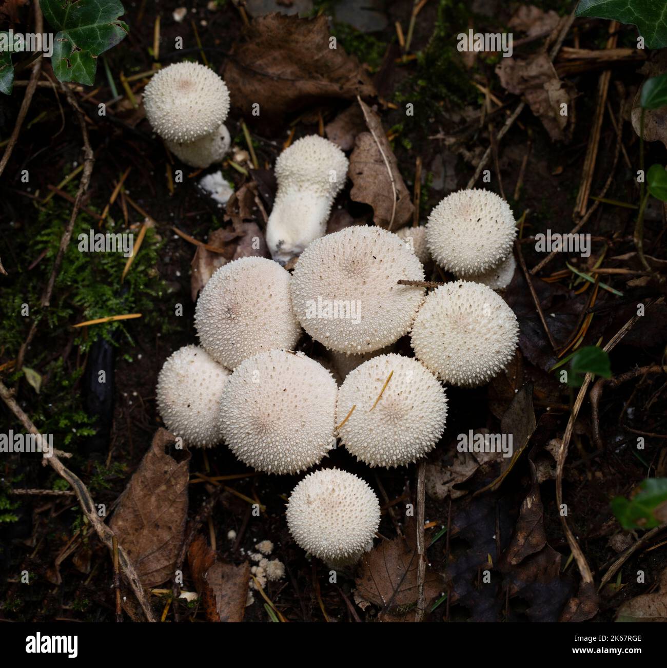 Common Puffball - Lycoperdon perlatum Stock Photo