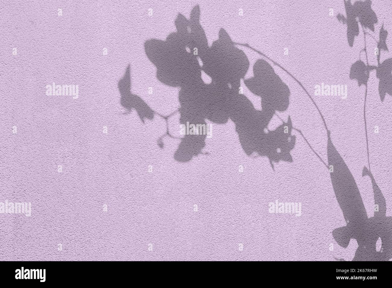 Shadow of flowers on purple concrete wall texture background Stock ...