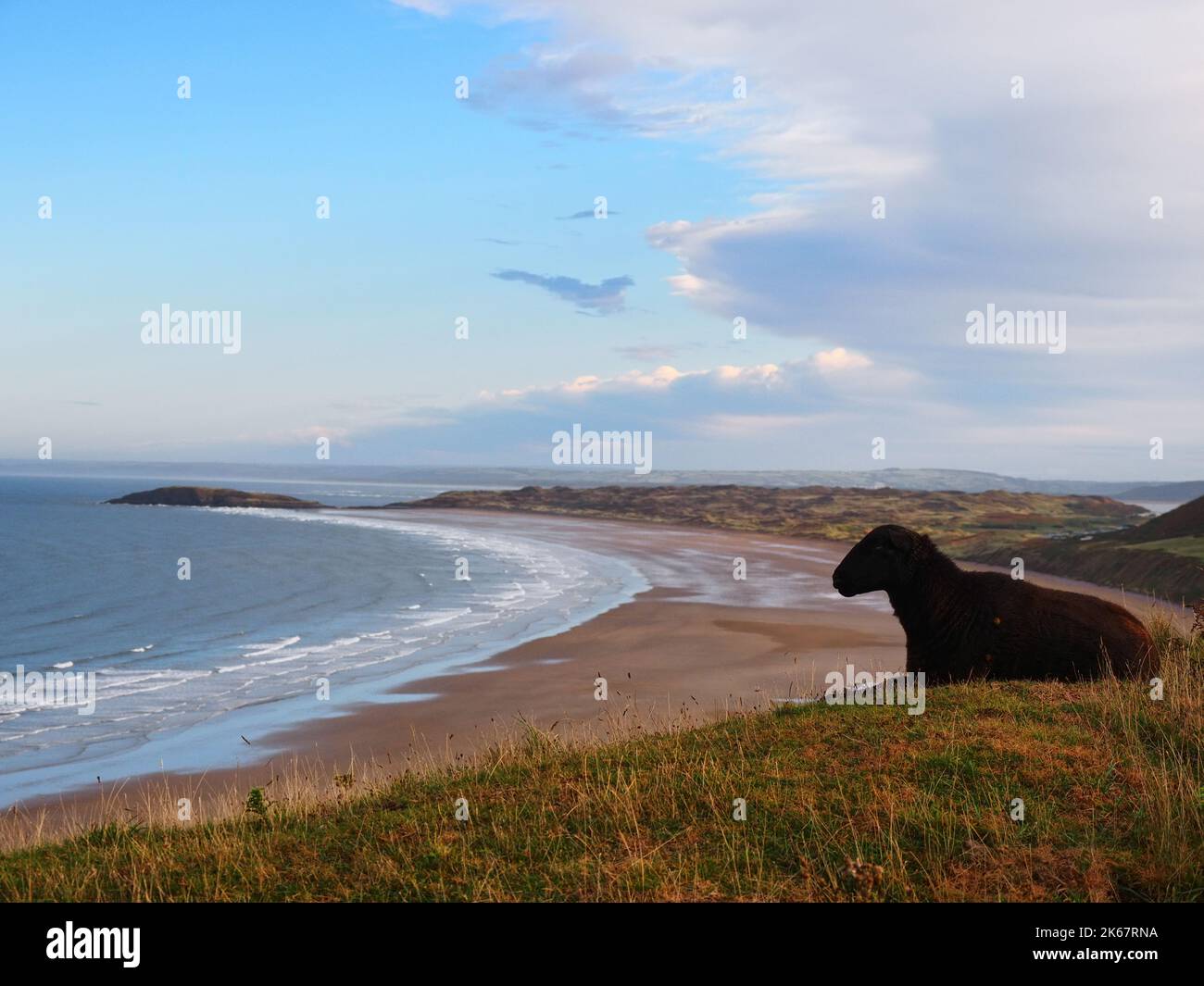 Rhossili Bay, Gower Peninsula, Wales, UK and black sheep Stock Photo