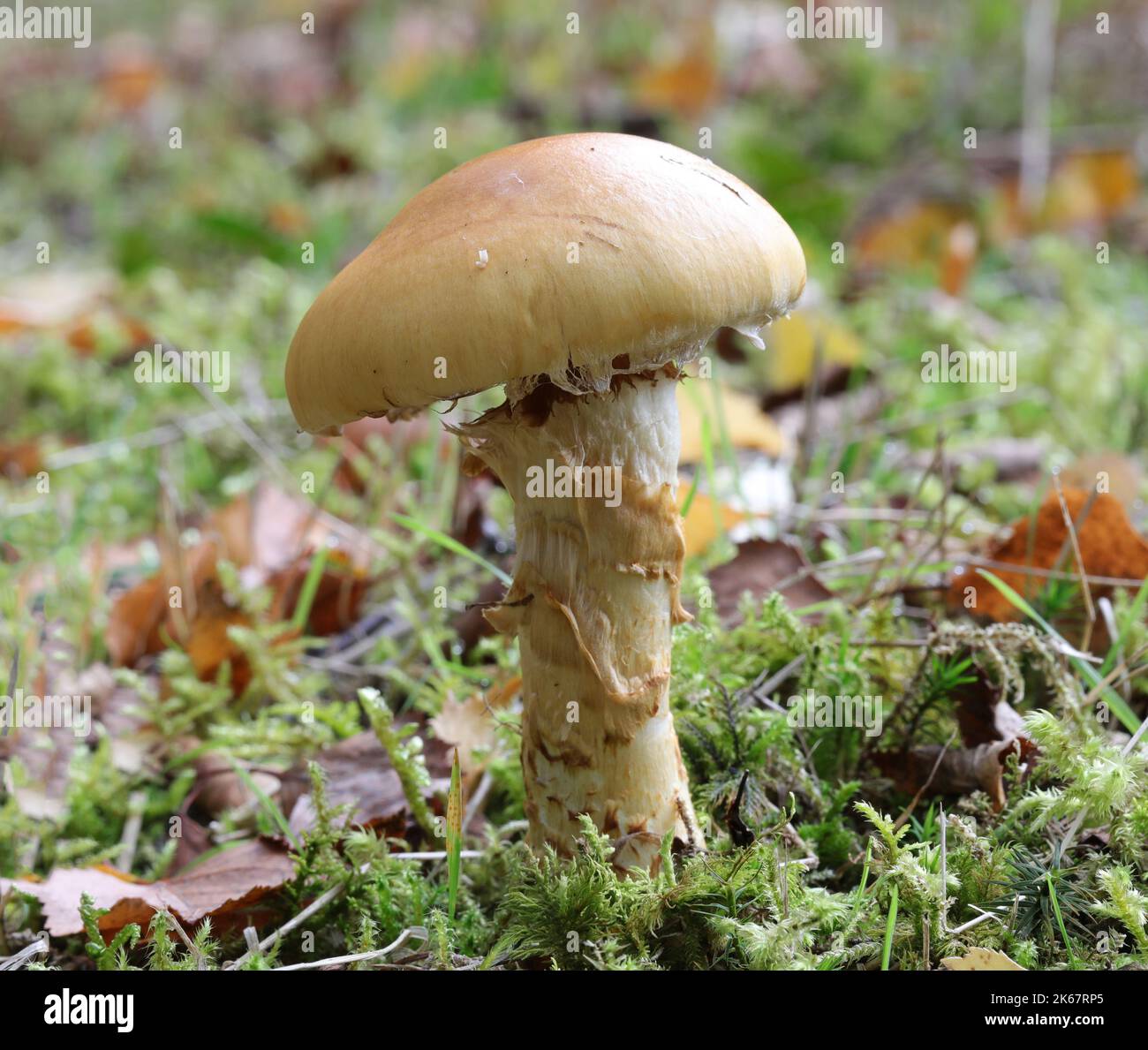 Yellow Girdled Webcap - Cortinarius Triumphans Stock Photo