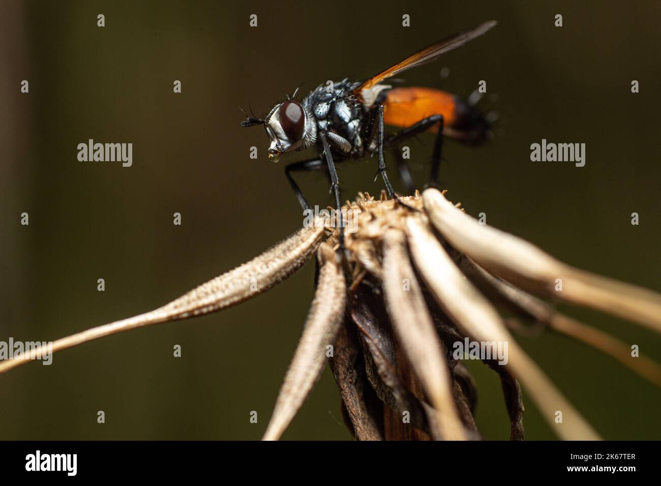 A macro shot of a fly on a plant Stock Photo - Alamy