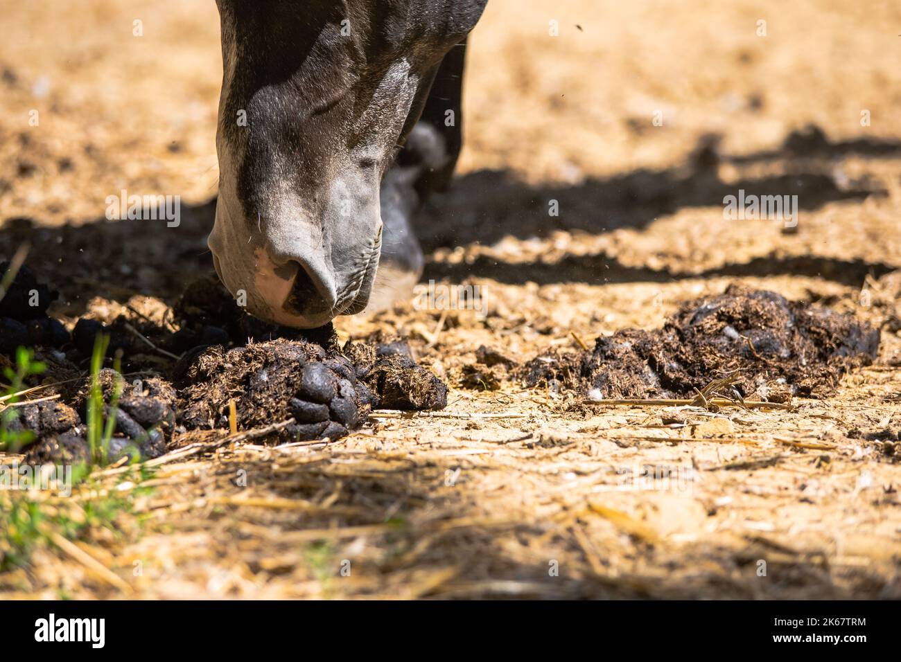 A horse smelling its feces Stock Photo Alamy