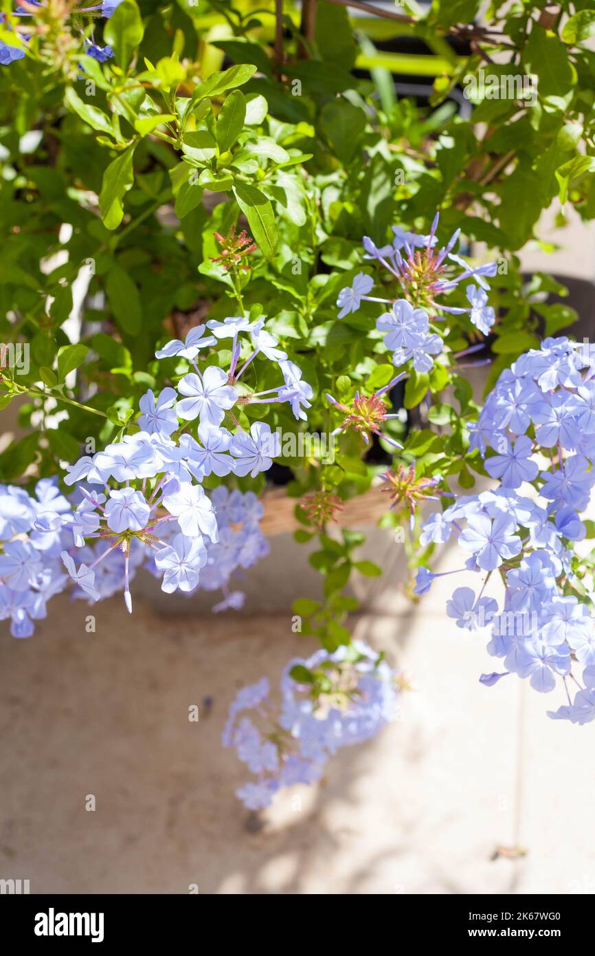 beatiful blue plumbago plant Mediterranean semi-woody perennial shrub that produces phlox-like blue flowers on the terrace Stock Photo