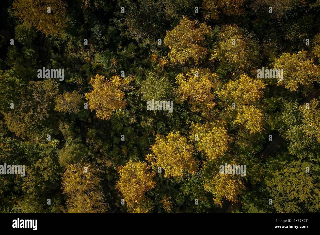 The sun shines on trees whose leaves have changed color in autumn Stock ...