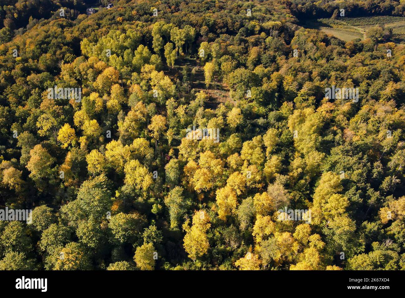 The sun shines on trees whose leaves have changed color in autumn Stock ...