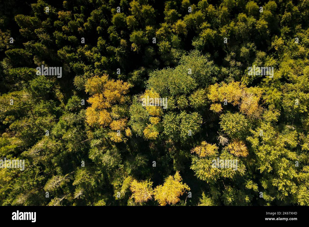 The sun shines on trees whose leaves have changed color in autumn Stock ...