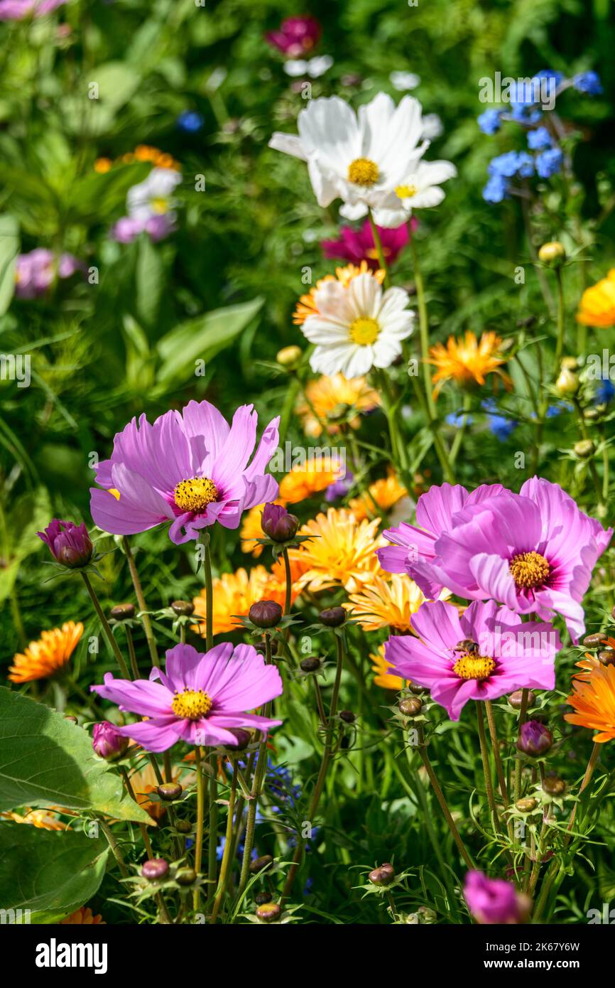 Mix of colorful flowers by the wayside in autumn Stock Photo