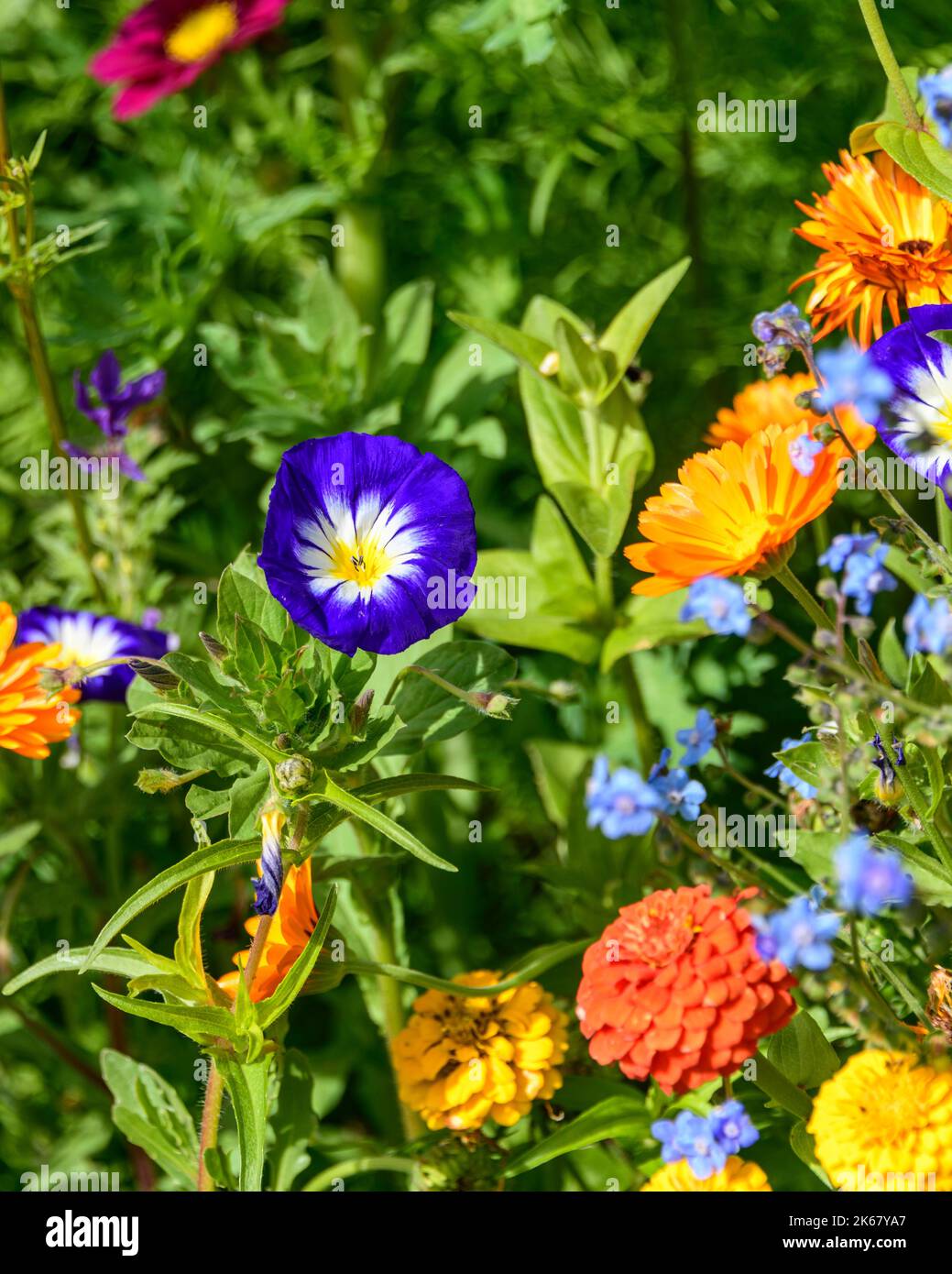 Mix of colorful flowers by the wayside in autumn Stock Photo