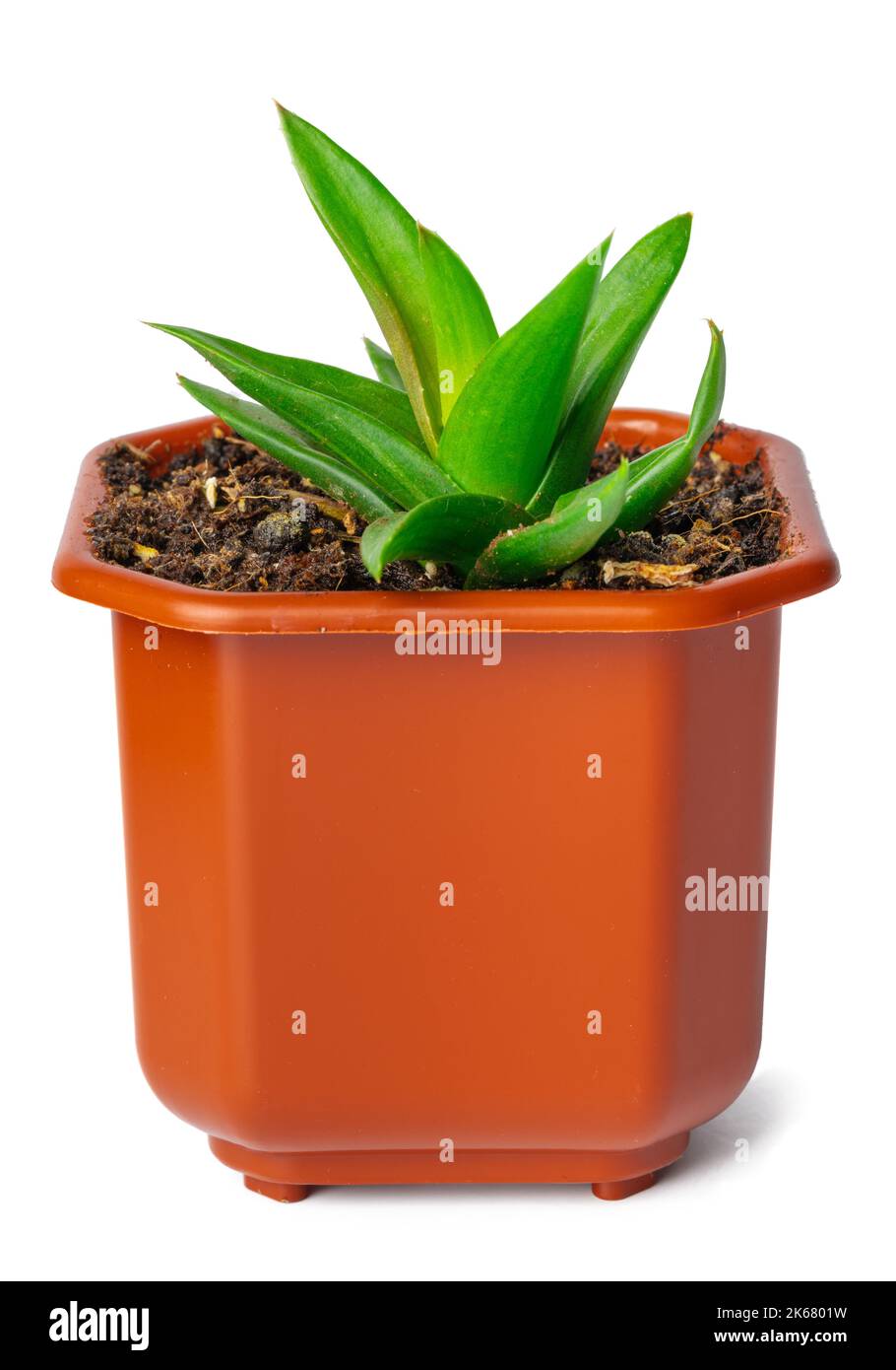 Potted succulent plant isolated on white background Stock Photo