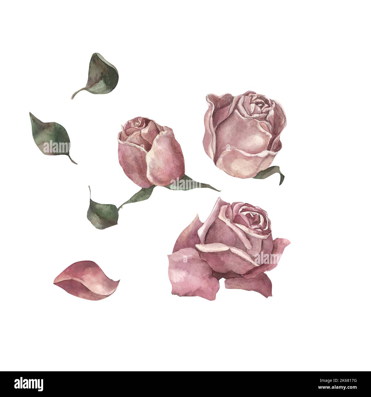 Roses. Isolated. For advertising, banners, posters, templates, stickers, templates, labels. Women's theme, travel, beauty, floristry, fashion, vintage Stock Photo