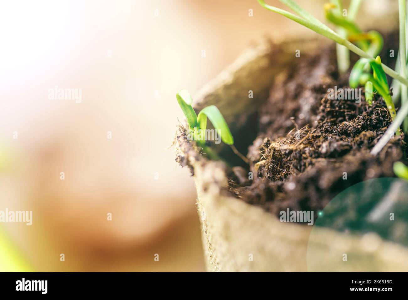 green seedling growing out of soil Stock Photo - Alamy