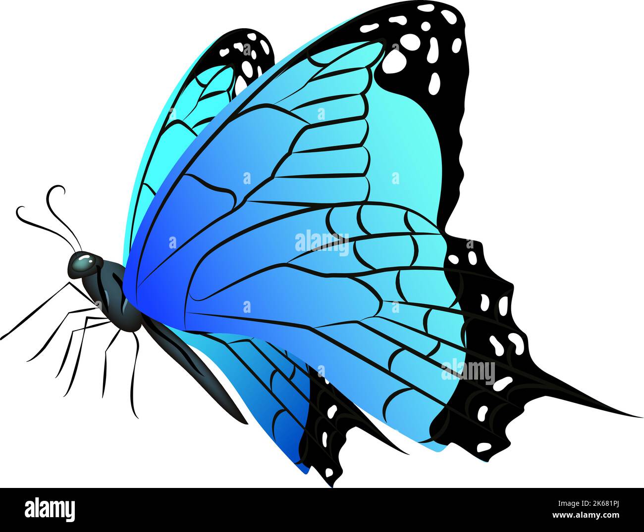 Blue wings butterfly. Realistic exotic flying animal Stock Vector Image