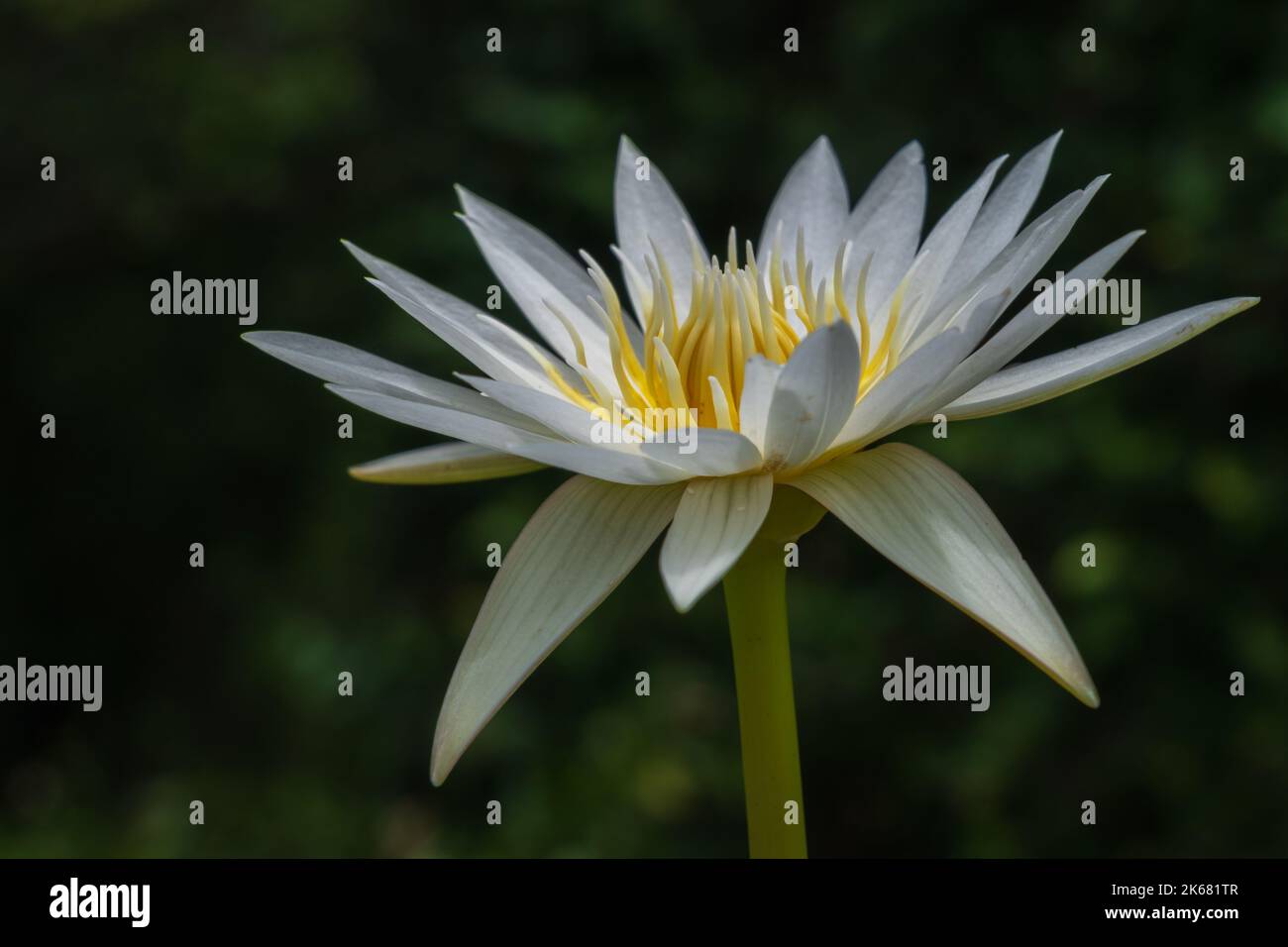 Closeup view of beautiful white and golden yellow tropical water lily flower in full bloom in bright sunlight isolated on natural background Stock Photo