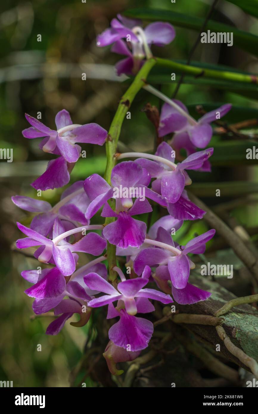Closeup view of white and purple pink flowers of aerides crassifolia aka thick-leafed aerides tropical epiphytic orchid species blooming in garden Stock Photo