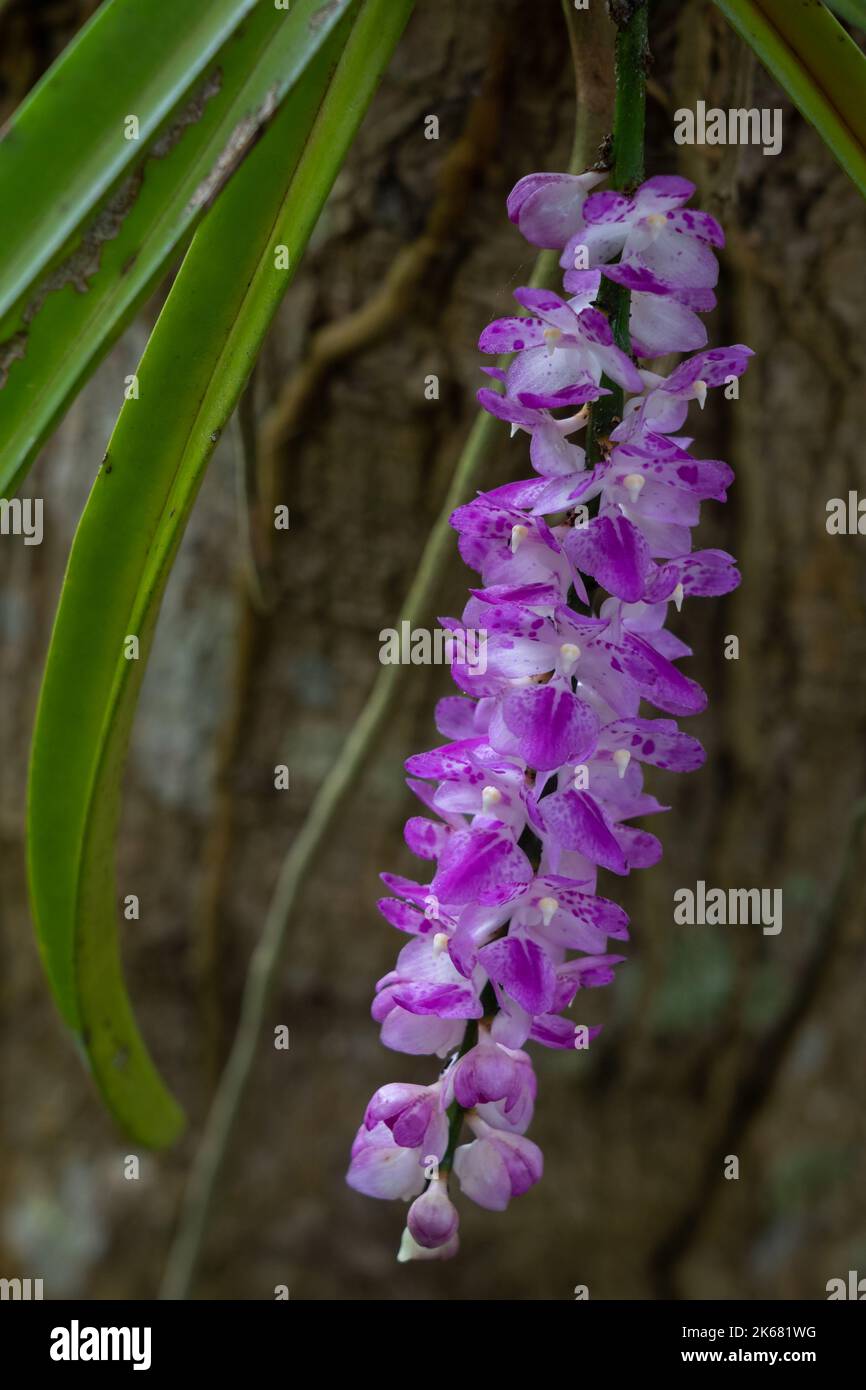 Closeup view of colorful purple pink and white flowers of epiphytic orchid species aerides multiflora aka multi-flowered aerides blooming outdoors Stock Photo