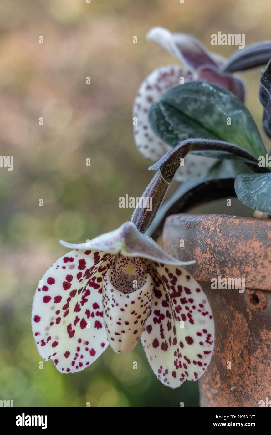 Closeup view of creamy white and purple red flower of lady slipper orchid species paphiopedilum bellatulum isolated outdoors on natural background Stock Photo