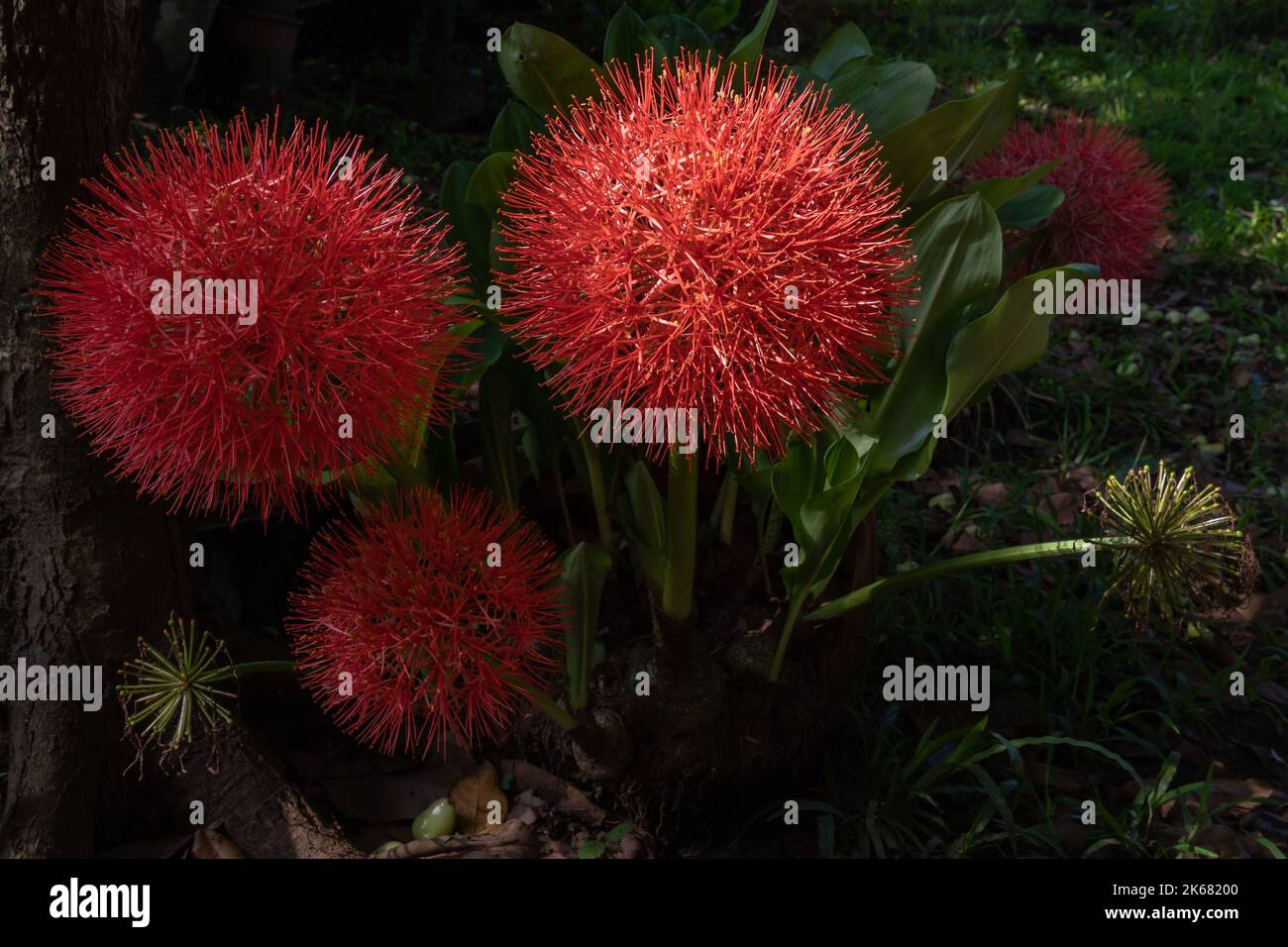 Closeup view of bright orange red flowers of scadoxus multiflorus aka blood lily in outdoor tropical garden in morning sunlight on natural background Stock Photo
