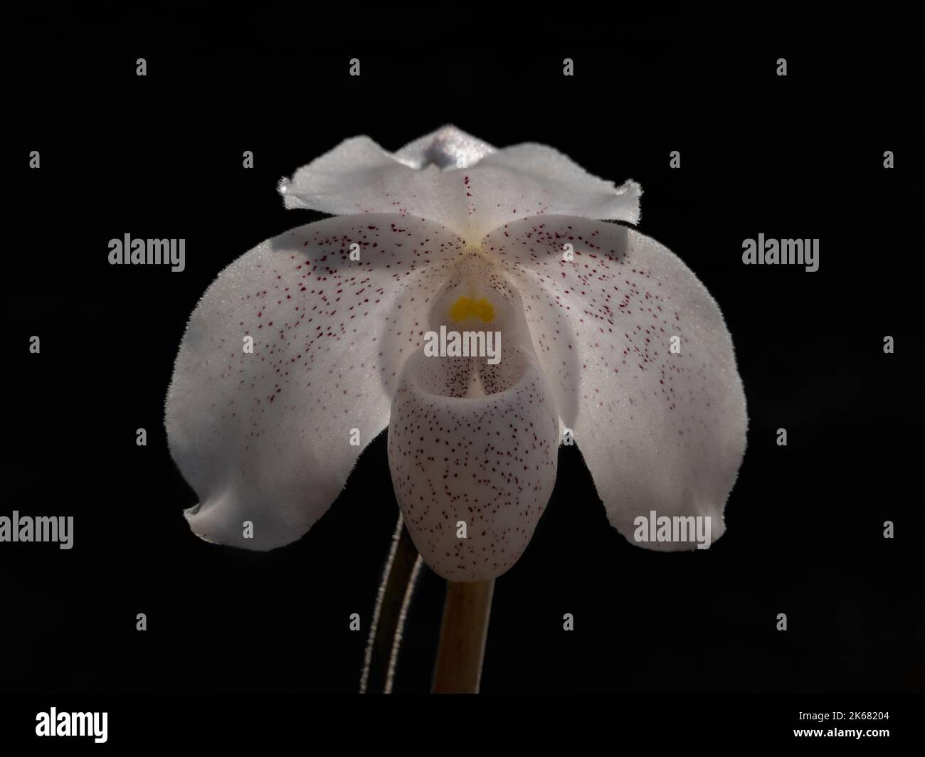 Closeup view of backlit bright white with pink speckles flower of lady slipper orchid species paphiopedilum niveum isolated on black background Stock Photo