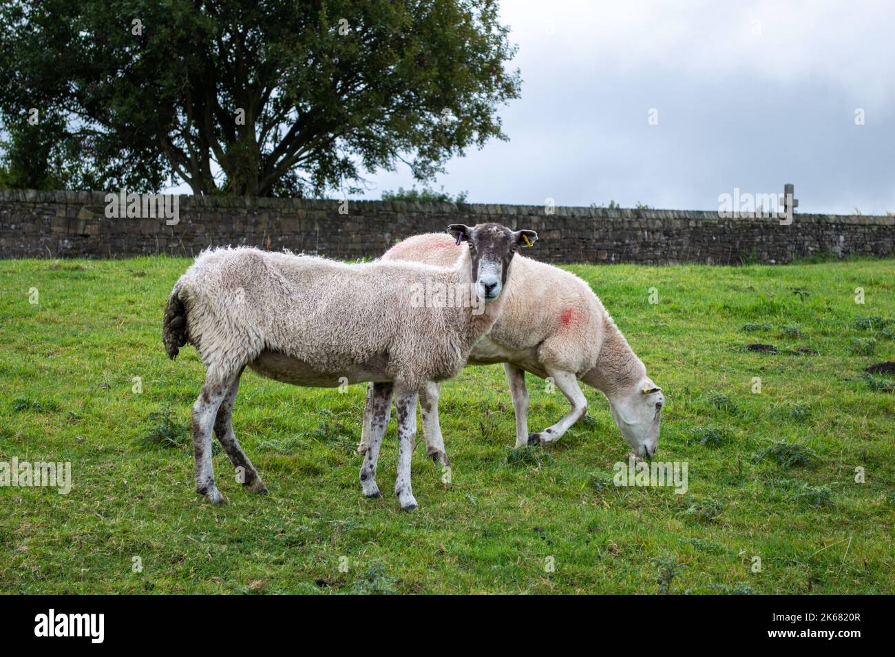 Pair of Sheep Grazing in a Meadow Stock Photo