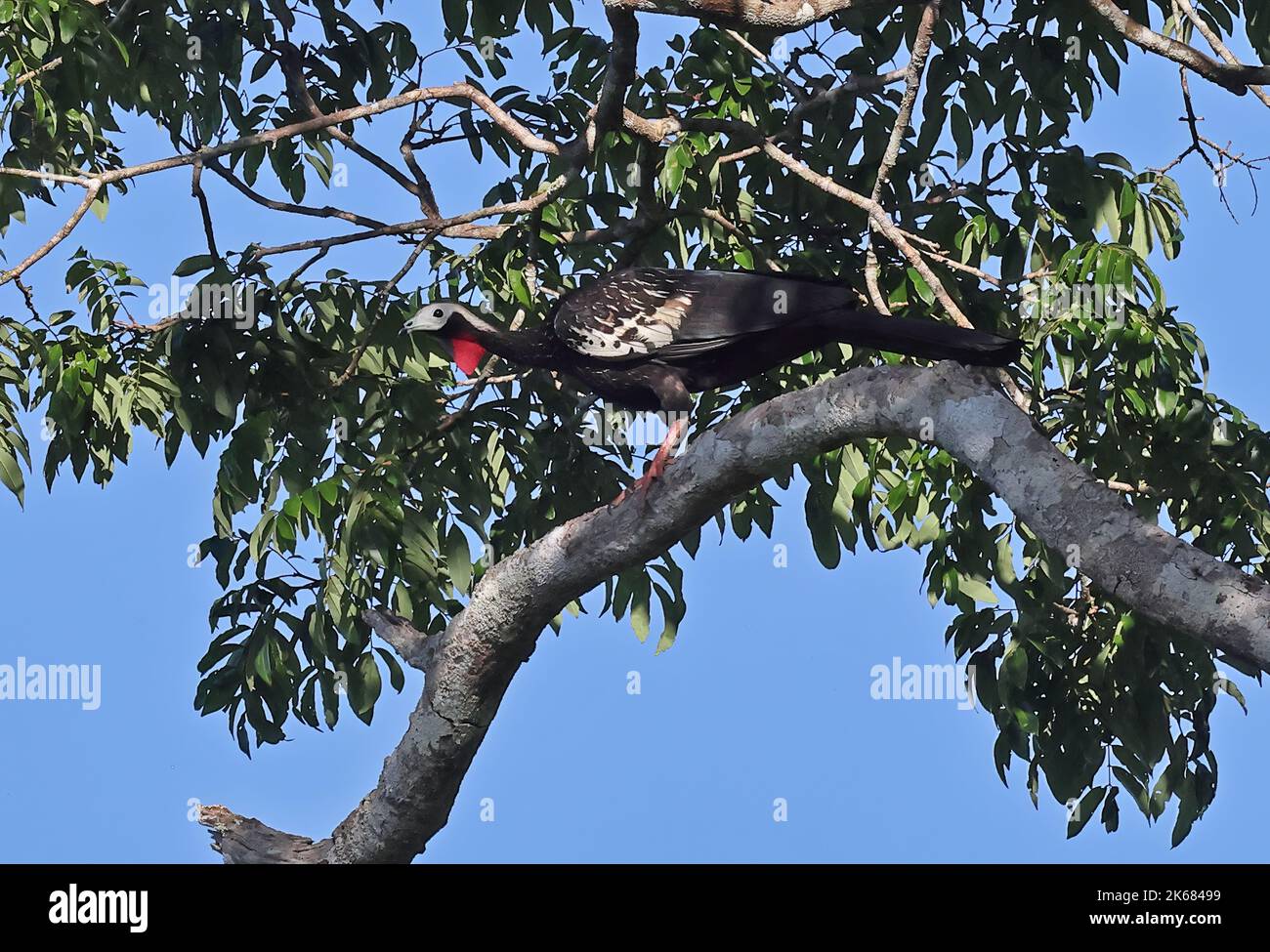 Red-throated Piping-tguan (Pipile cujubi)adult standing on branch  Rio Azul, Brazil.             July Stock Photo
