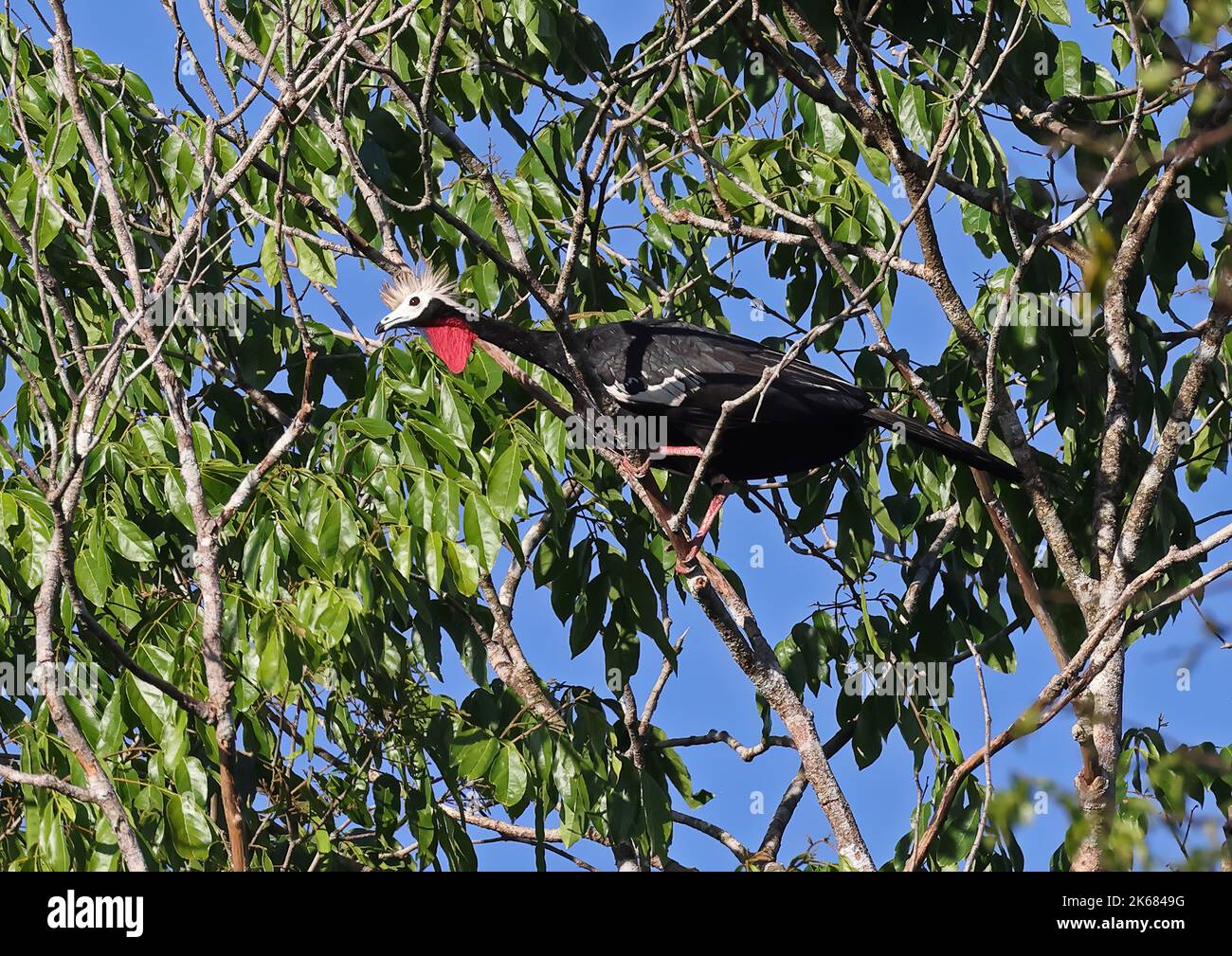 Red-throated Piping-tguan (Pipile cujubi nattereri) adult standing on branch  Rio Azul, Brazil.             July Stock Photo