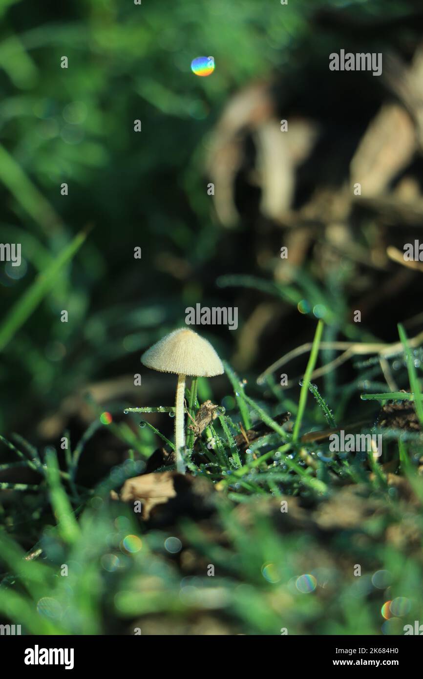 Mushroom growing in forest, mushroom in sunlight Stock Photo