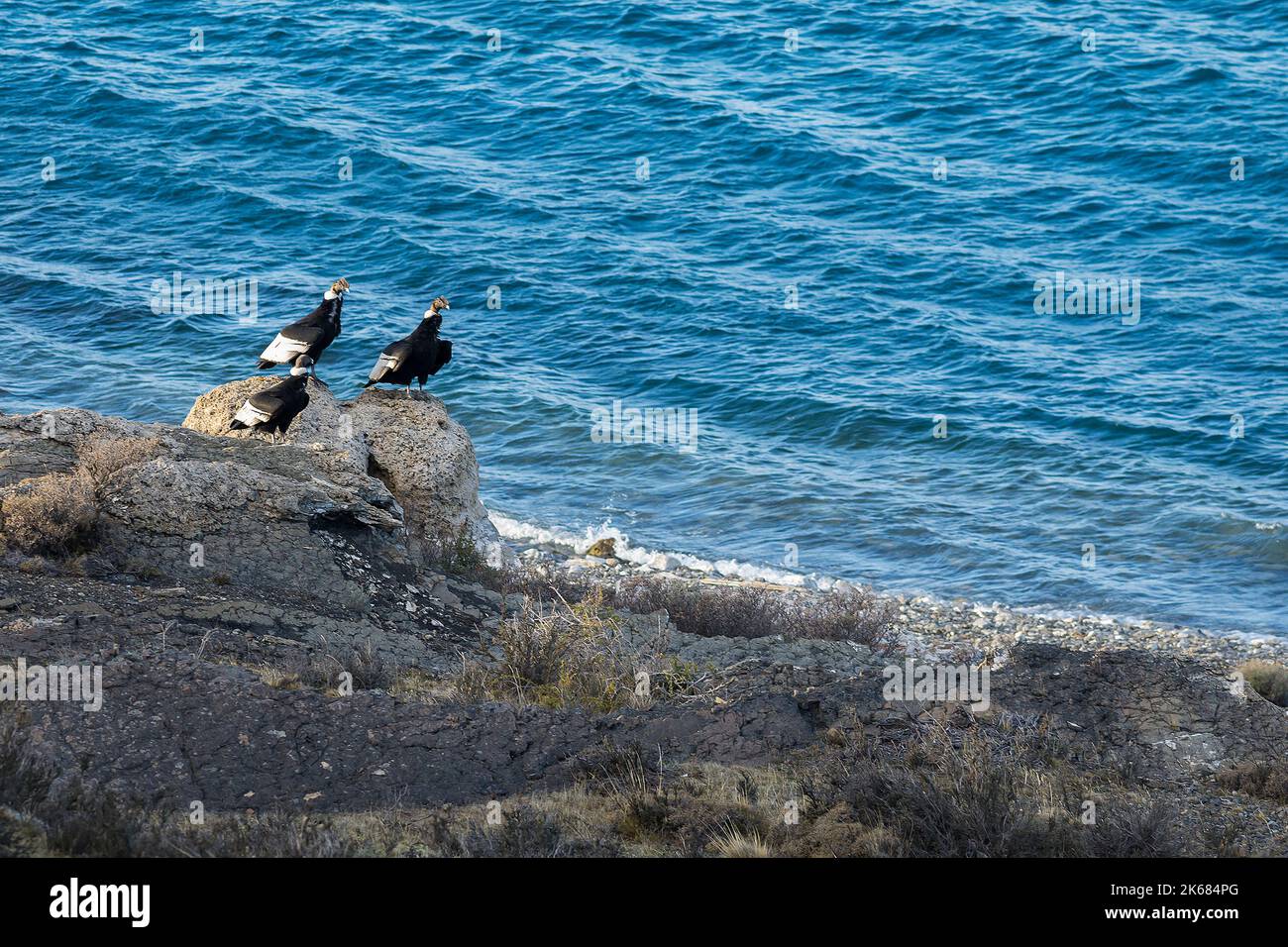 Andean Condor ,Torres del Paine National Park, Patagonia, Chile Stock