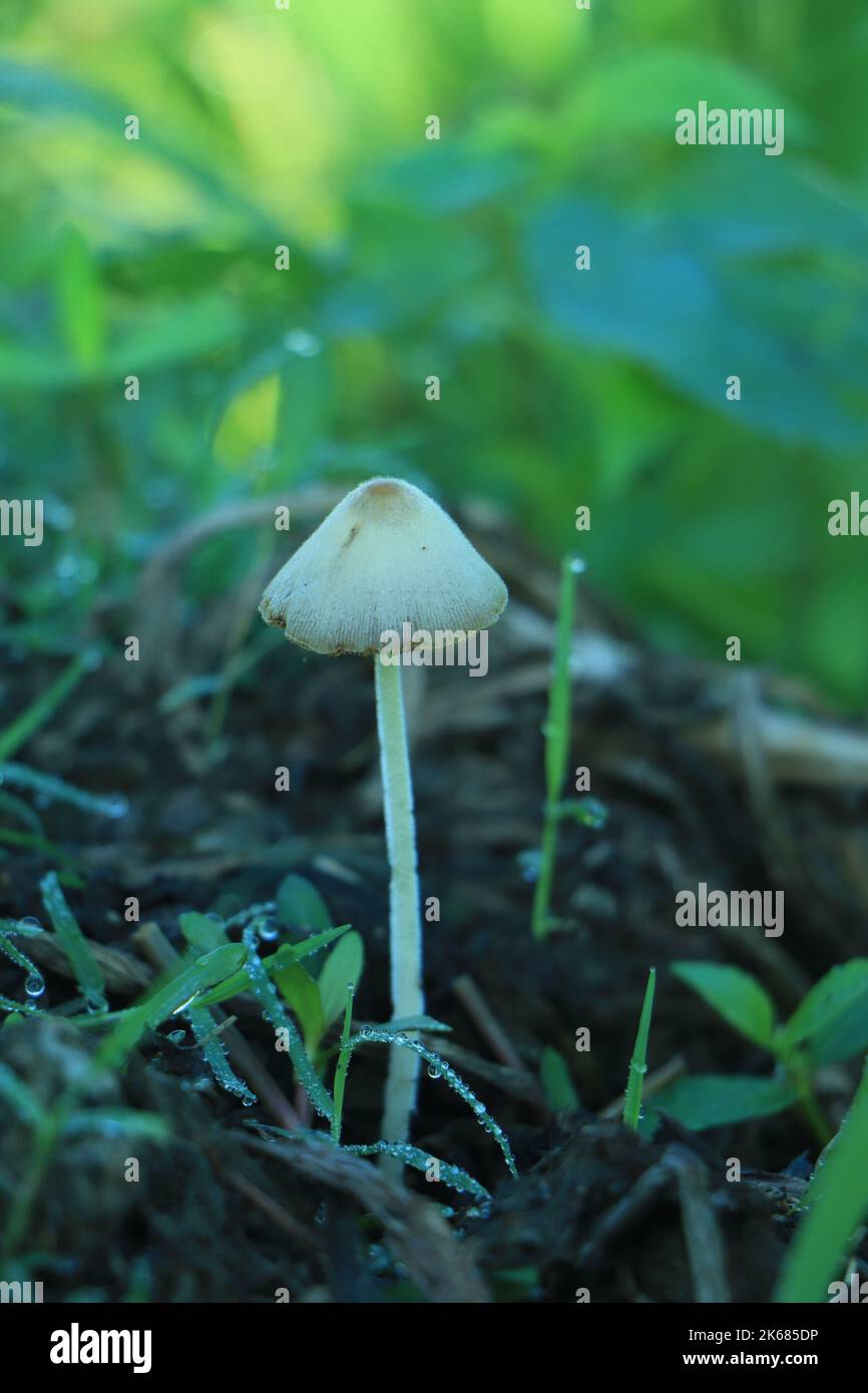 close up of a poisonous mushroom in the forest with copy space Stock Photo