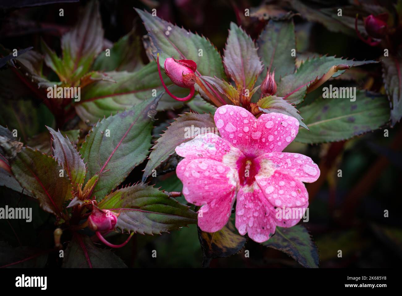 Closeup of Busy Lizzies in the bed in rainy weather Stock Photo Alamy