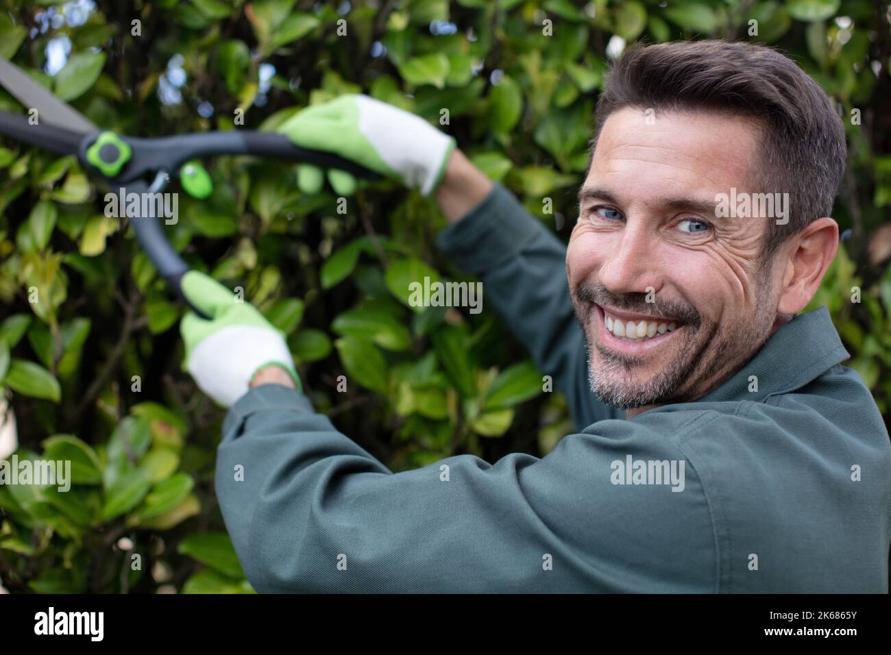 handsome professional gardener trimming hedge Stock Photo Alamy