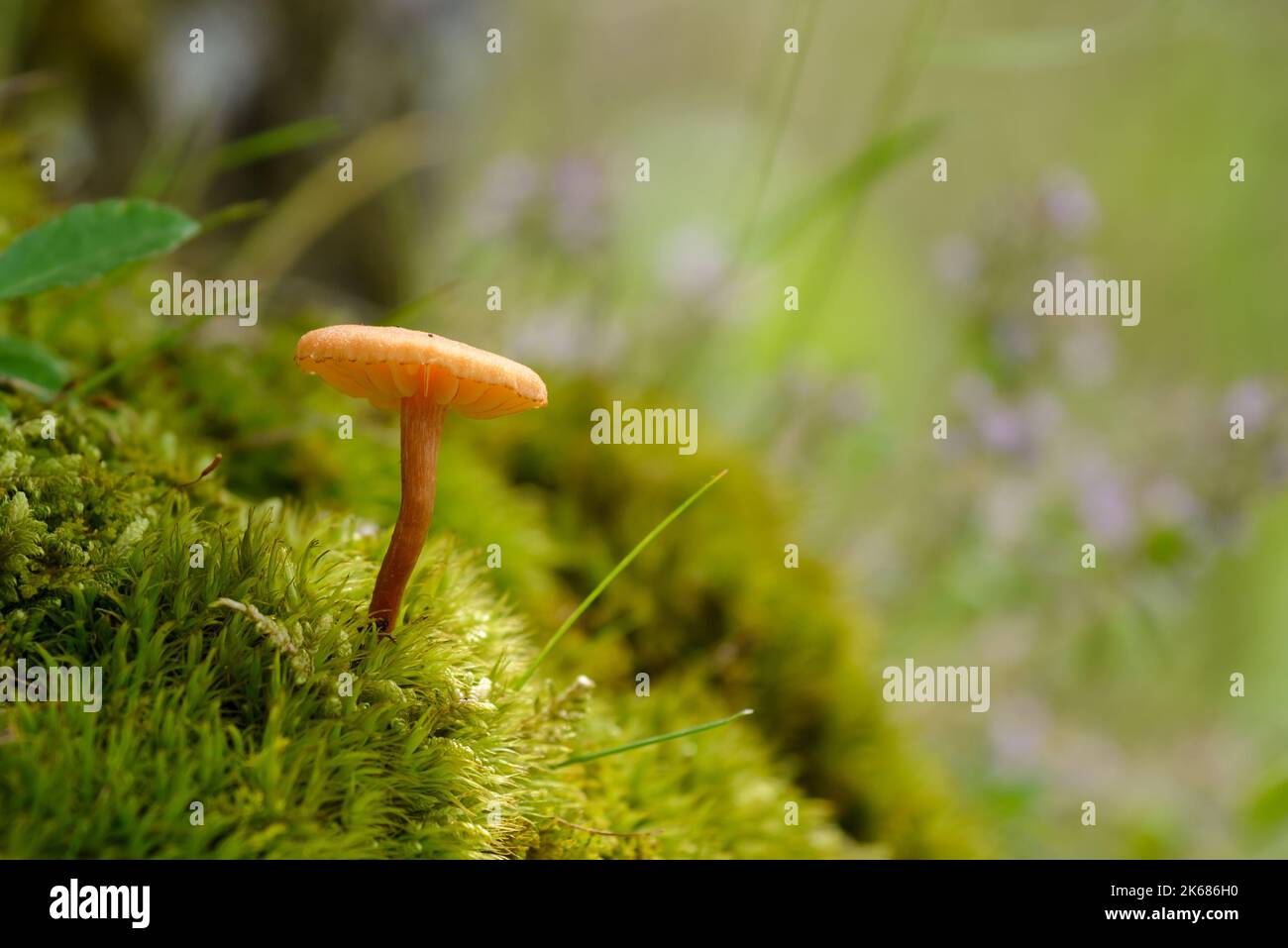Tiny mushroom in woodland after storm Stock Photo