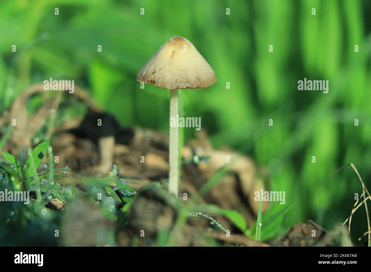 Warm white glowing mushrooms looking as bedroom lamps, fantasy background Stock Photo