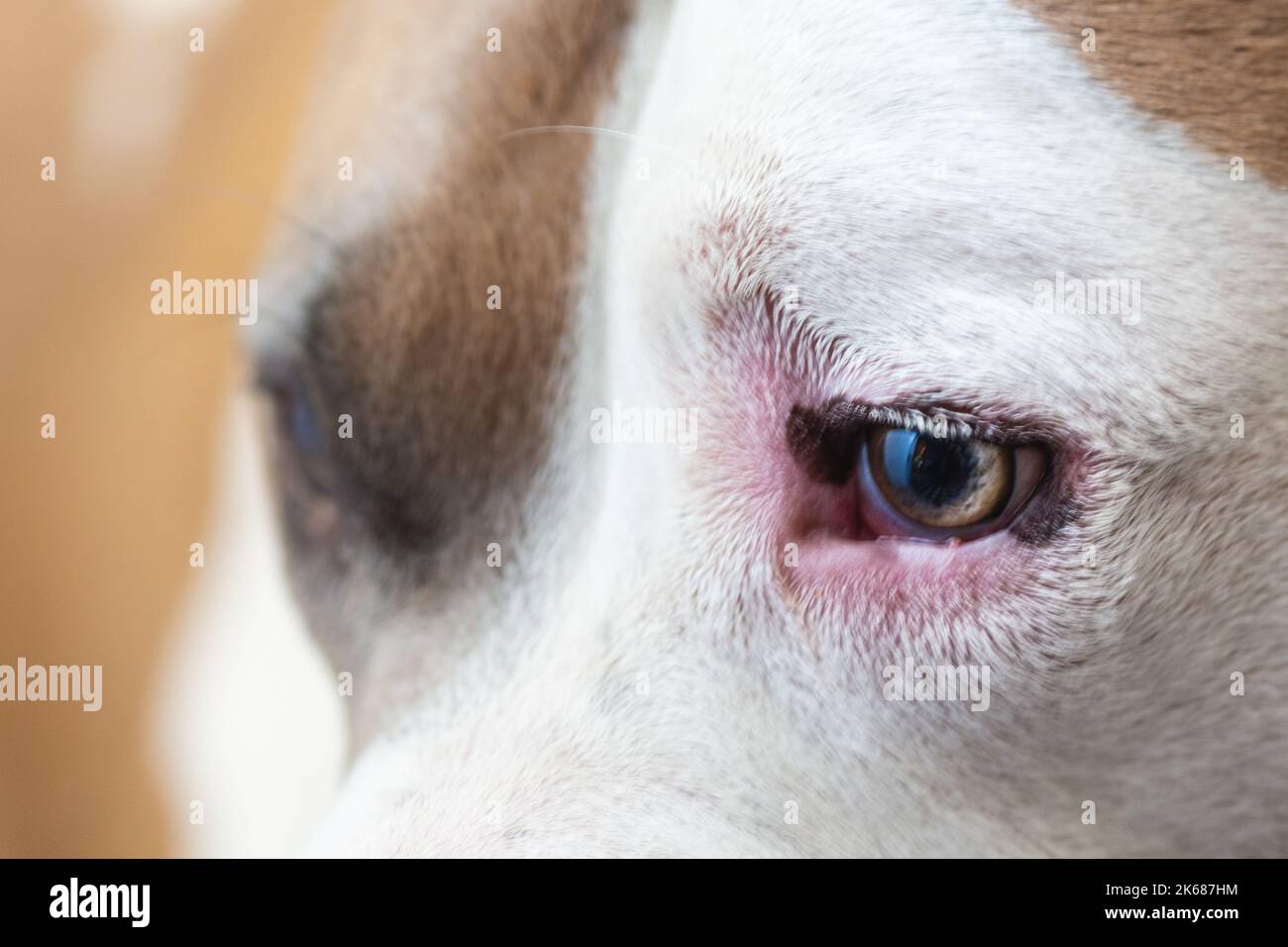 A close up shot of a dog's eye (American Pit Bull Terrier) (canis lupus familiaris) Stock Photo