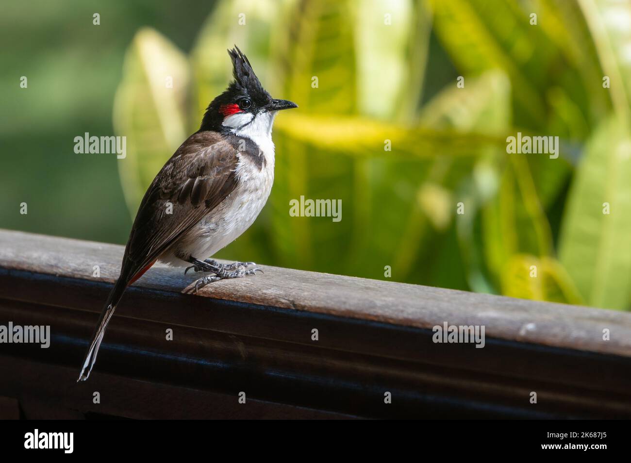 Red-whiskered bulbul, pycnonotus jocosus, perched on wood fence Stock Photo