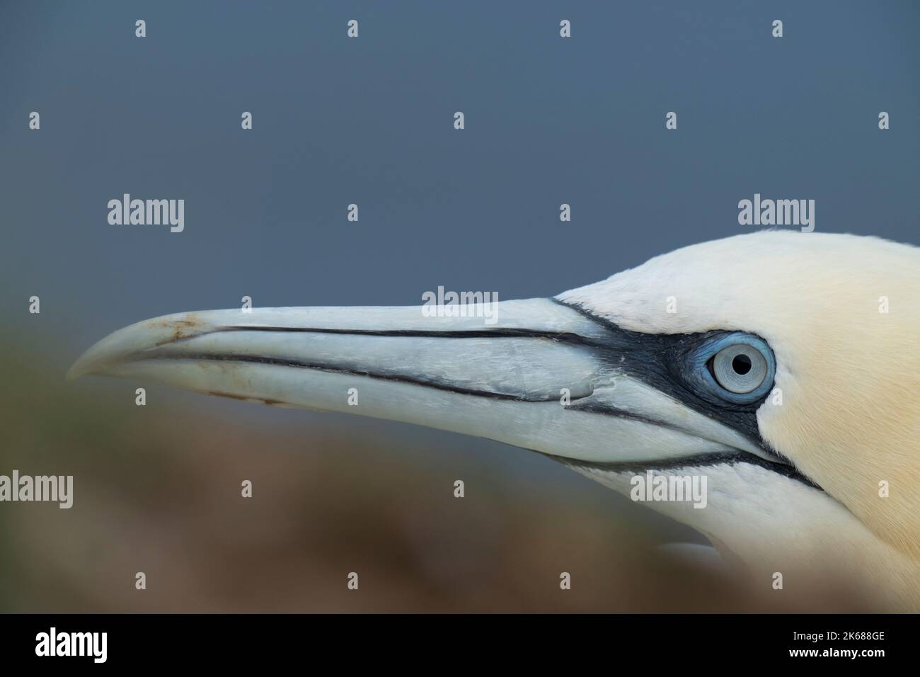 Northern Gannet Morus bassanus, an adult bird glances over the top of a cliff edge showing a powerful bill and head, Yorkshire,UK, August Stock Photo