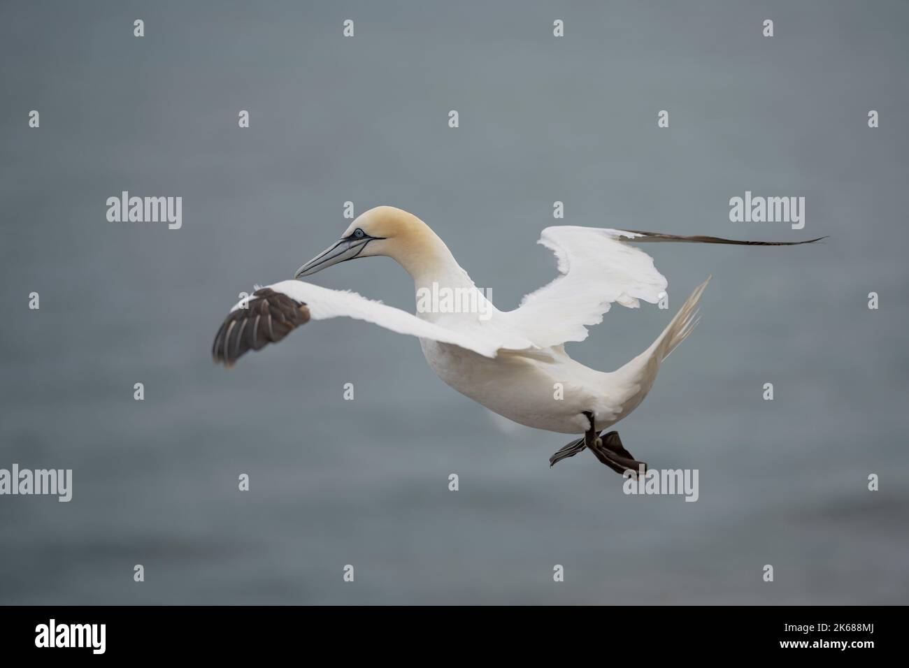 Northern Gannet Morus bassanus, an adult plumaged bird in flight using the updrafts of high winds next to a cliff, Yorkshire, UK, August Stock Photo
