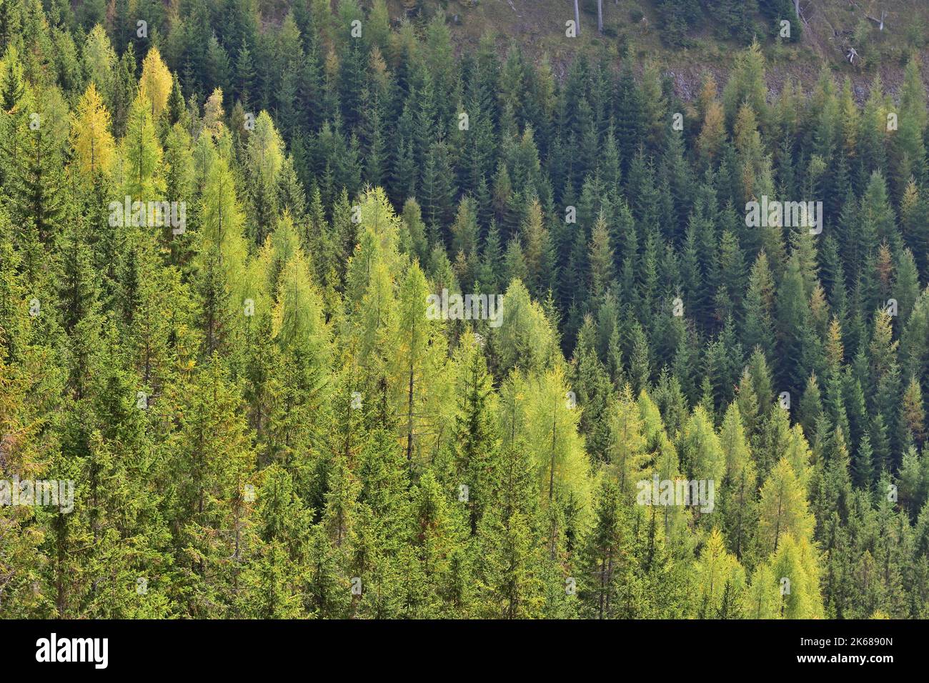 Shades of green - pine forest in Austria Stock Photo