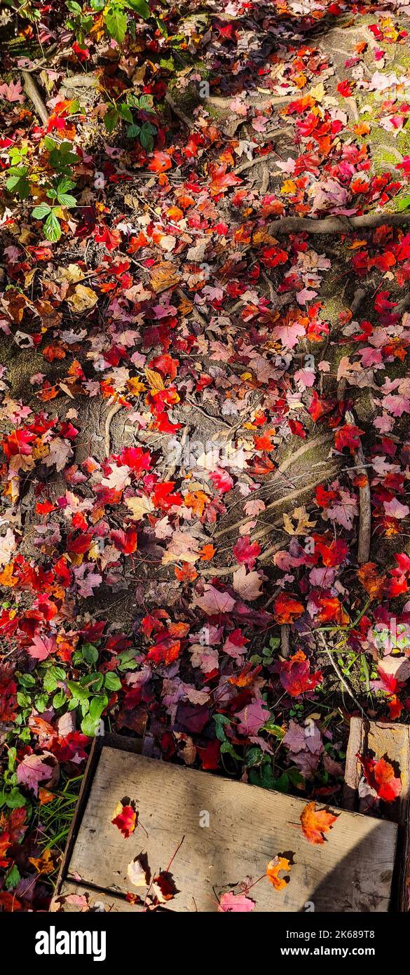 A vertical high angle shot fo fallen red orange autumn leaves in a ...