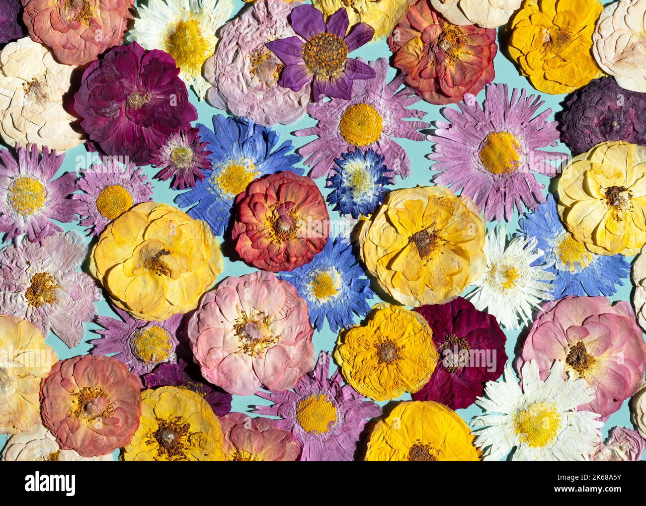 A group of various dried pressed flowers. Basic material for