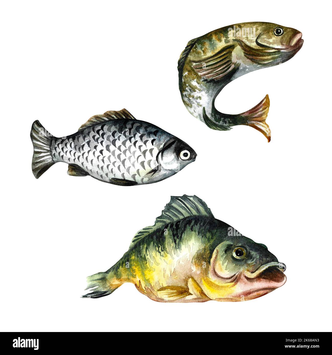 Set of fish, isolate on a white background. Watercolor illustration. For fishing. For design, packaging, window display stickers, banners, etc. Stock Photo