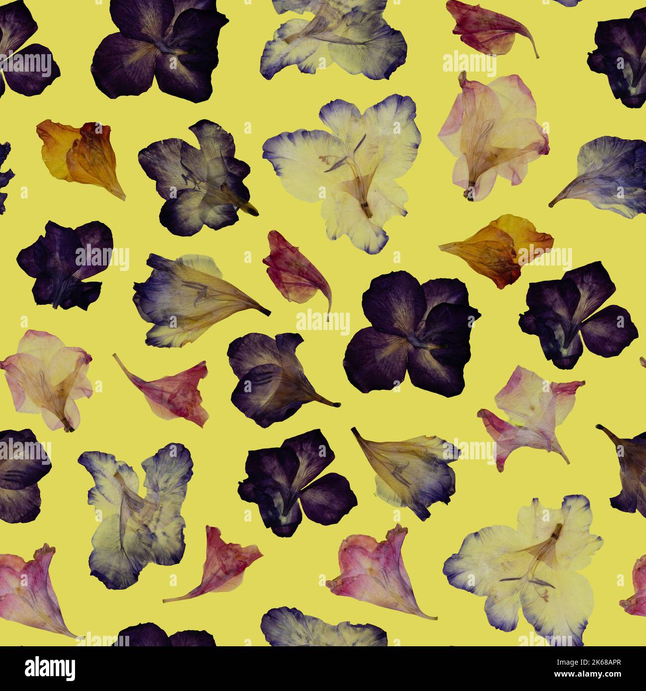 Seamless floral pattern. A group of various dried pressed flowers on yellow background. Stock Photo