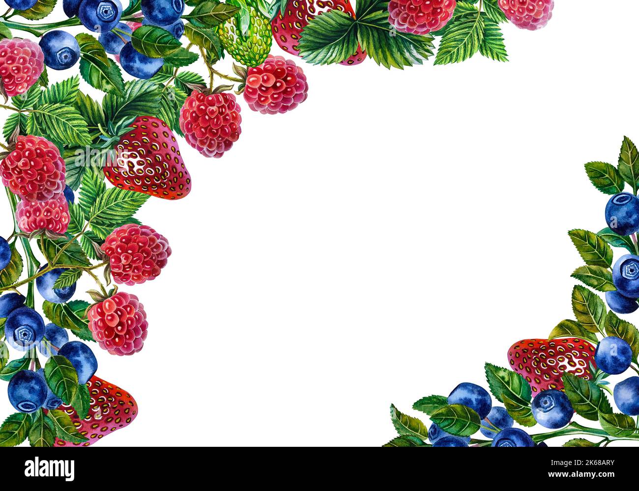 Berry plant drawing hi-res stock photography and images - Alamy